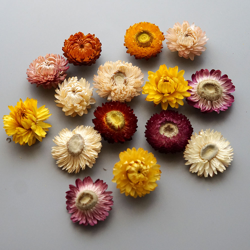 天然のドライでカラフルな菊の花輪,手作りのヘアアクセサリー, - Candle Making Activity のレビューと価格