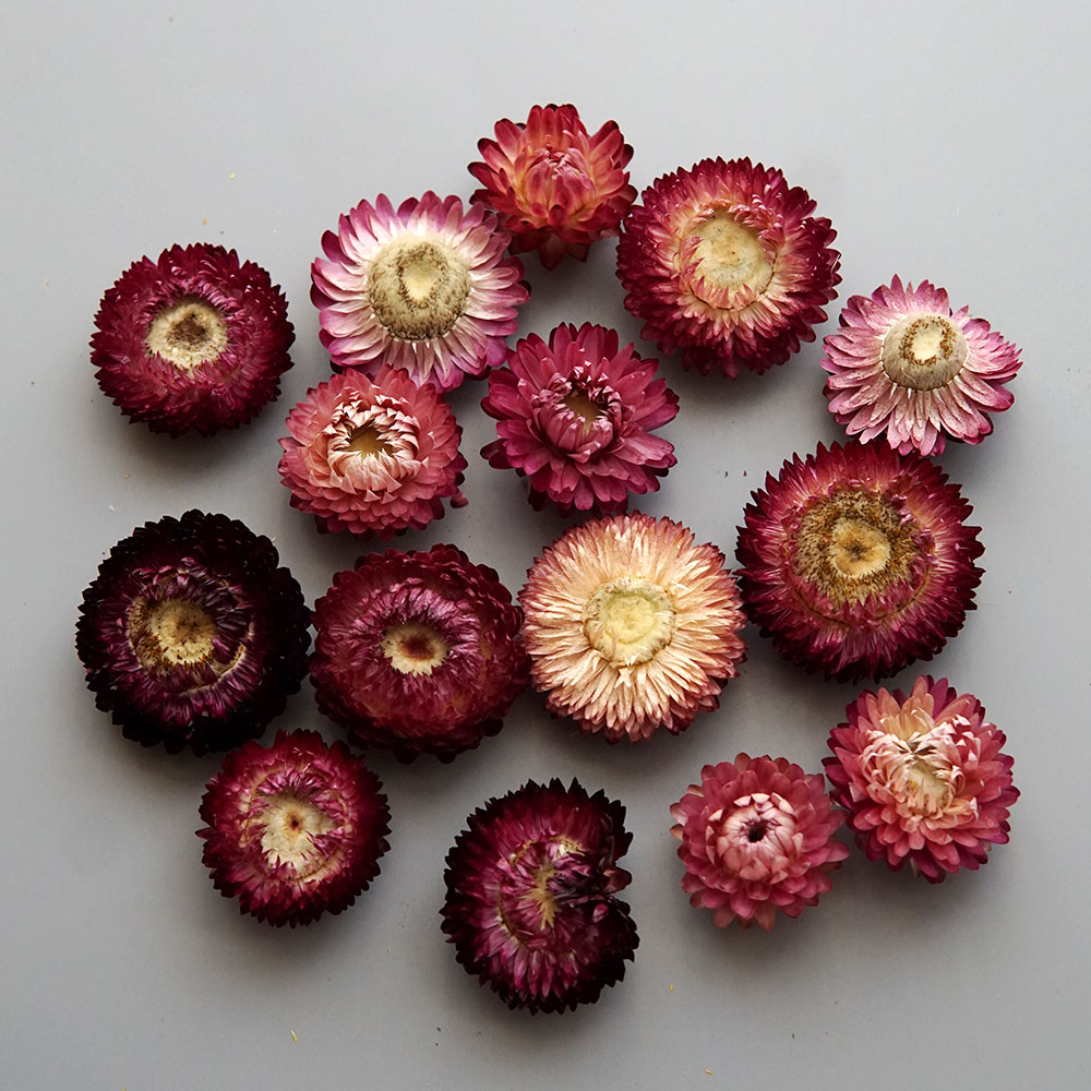 天然のドライでカラフルな菊の花輪,手作りのヘアアクセサリー, - Candle Making Activity のレビューと価格